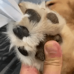 Electric Fur Trimmer