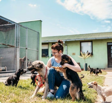 "Transform Your Pet's Comfort and Happiness"